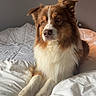 dog, bed, white_bedspread, indoor, pet, fur, brown_and_white, canine, relaxed, portrait, animal, cozy, home, furniture, looking_away, domestic_animal, cute, mammal, bedroom, soft_light