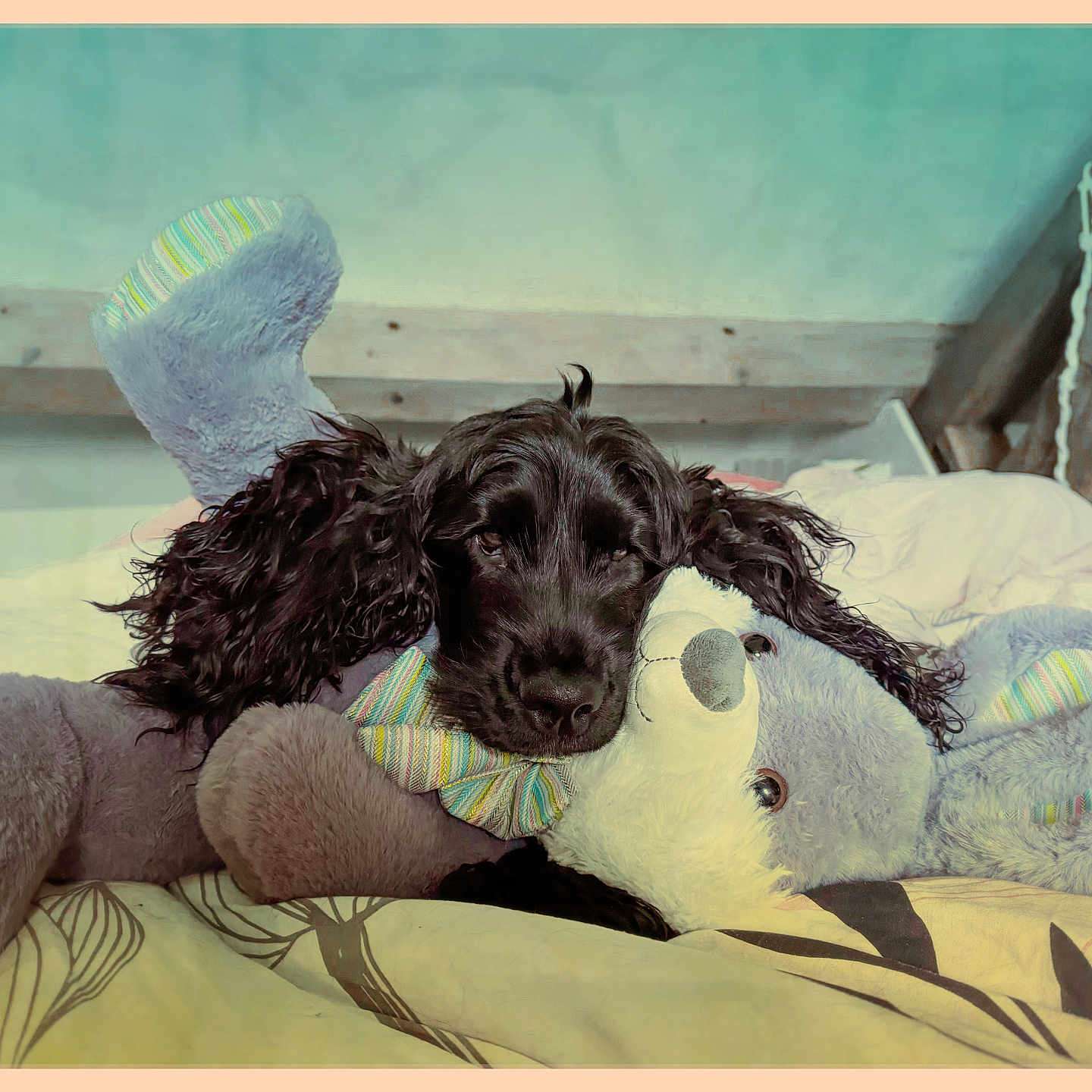 Victus participe au concours pour gagner de l'argent avec cette photo : animal, bed, black_dog, blanket, comfort, cozy, curly_ears, cute, dog, furniture, home, indoor, pet, plush_toy, relaxing, resting, sleepy, soft, stuffed_animal, warm
