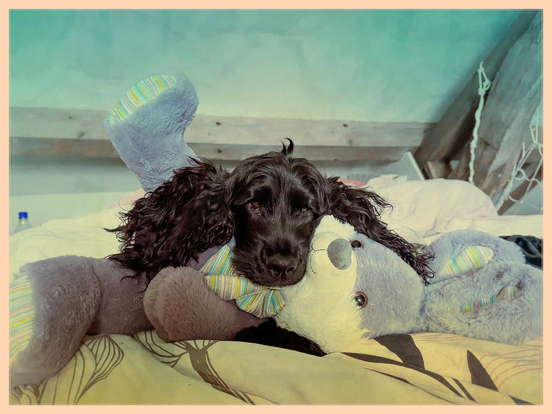 Victus participe au concours pour gagner de l'argent avec cette photo : dog, stuffed_animal, bed, blanket, indoor, cozy, sleepy, curly_ears, black_dog, plush_toy, resting, soft, comfort, home, furniture, animal, pet, cute, relaxing, warm