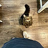 cat, tabby_cat, fluffy, indoor, wooden_floor, yellow_eyes, looking_up, pet, curious, domestic_animal, feline, flooring, white_sneaker, pants, human_leg, shadow, furniture_leg, brown, cozy, closeup