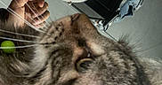 Leo Pickle joined the competition — help win amazing prizes! person, cat, glasses, face, indoor, close_up, tabby_cat, whiskers, curious, interaction, nose_to_nose, human, pet, animal, eyewear, head, feline, casual, background, portrait