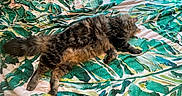 Leo Pickle is registered to the contest to win money with this photo: animal, bed, blanket, blinds, cat, comfort, cozy, feline, fur, green, home, indoor, leaf_pattern, pet, relaxation, resting, sleeping, soft_light, tabby, window