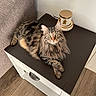 cat, tabby, fluffy, indoor, tabletop, chair, wooden_floor, green_eyes, decorative_container, furniture, pet, animal, relaxed, looking_at_camera, domestic, cozy, household, resting, cute, long_hair