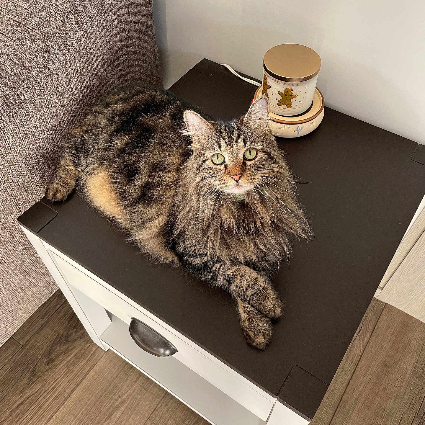 Leo Pickle joined the competition — help win amazing prizes! cat, tabby, fluffy, indoor, tabletop, chair, wooden_floor, green_eyes, decorative_container, furniture, pet, animal, relaxed, looking_at_camera, domestic, cozy, household, resting, cute, long_hair