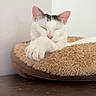 cat, sleeping, pet, white_cat, tabby, paw, fuzzy_bed, donut_bed, cozy, indoors, wooden_table, resting, relaxed, cute, animal, portrait, whiskers, pink_nose, ears, nap