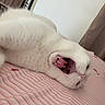 cat, white_cat, pet, animal, lying_down, sleepy, tongue_out, bed, bedroom, pink_bedding, heart_pattern, striped_fabric, fluffy_fur, whiskers, paws, relaxed, indoors, cozy, funny, portrait