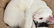 Alpine participe au concours pour gagner de l'argent avec cette photo : cat, white_cat, sleeping, curled_up, relaxed, cute, pet, animal, furry, pink_paws, whiskers, indoor, pet_bed, plush_bed, wooden_floor, home, cozy, nap, close_up, portrait