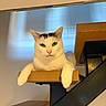 Alpine participe au concours pour gagner de l'argent avec cette photo : cat, white_cat, tabby, pet, animal, face, eyes, whiskers, ears, portrait, sitting, lounging, wooden_railing, staircase, indoors, home, furniture, blue_background, lighting, serious_expression