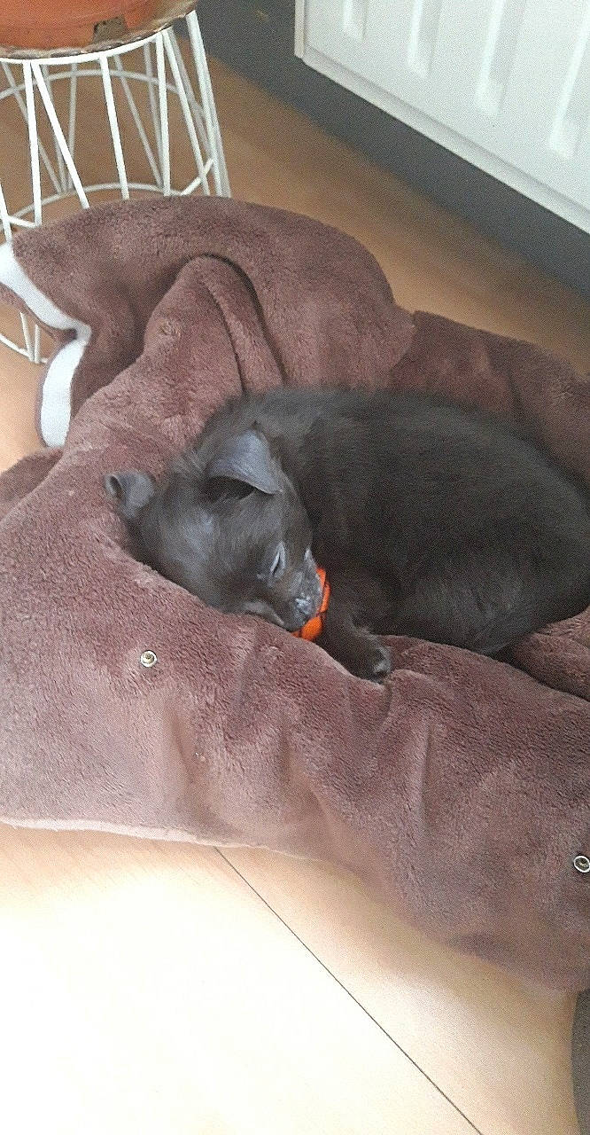 Jûd participe au concours pour gagner de l'argent avec cette photo : canidae, carnivore, cat, dog, dog_breed, korat, nap, peruvian_hairless_dog, russian_blue, snout, sporting_group