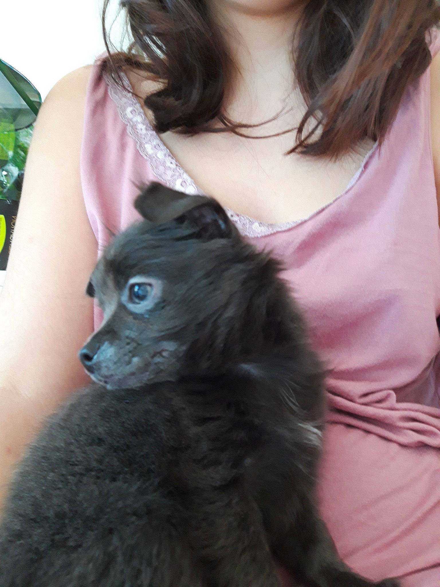 Jûd participe au concours pour gagner de l'argent avec cette photo : black_cat, canidae, carnivore, cat, dog_breed, felidae, fur, korat, mammal, nebelung, russian_blue, small_to_medium_sized_cats, whiskers