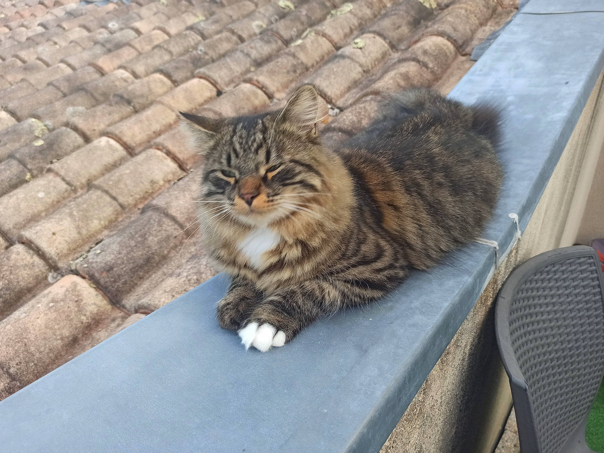 Satoshi participe au concours pour gagner de l'argent avec cette photo : carnivore, cat, claw, comfort, domestic_short_haired_cat, felidae, flooring, fur, maine_coon, parking, paw, road_surface, sitting, small_to_medium_sized_cats, snout, tail, terrestrial_animal, whiskers, wood