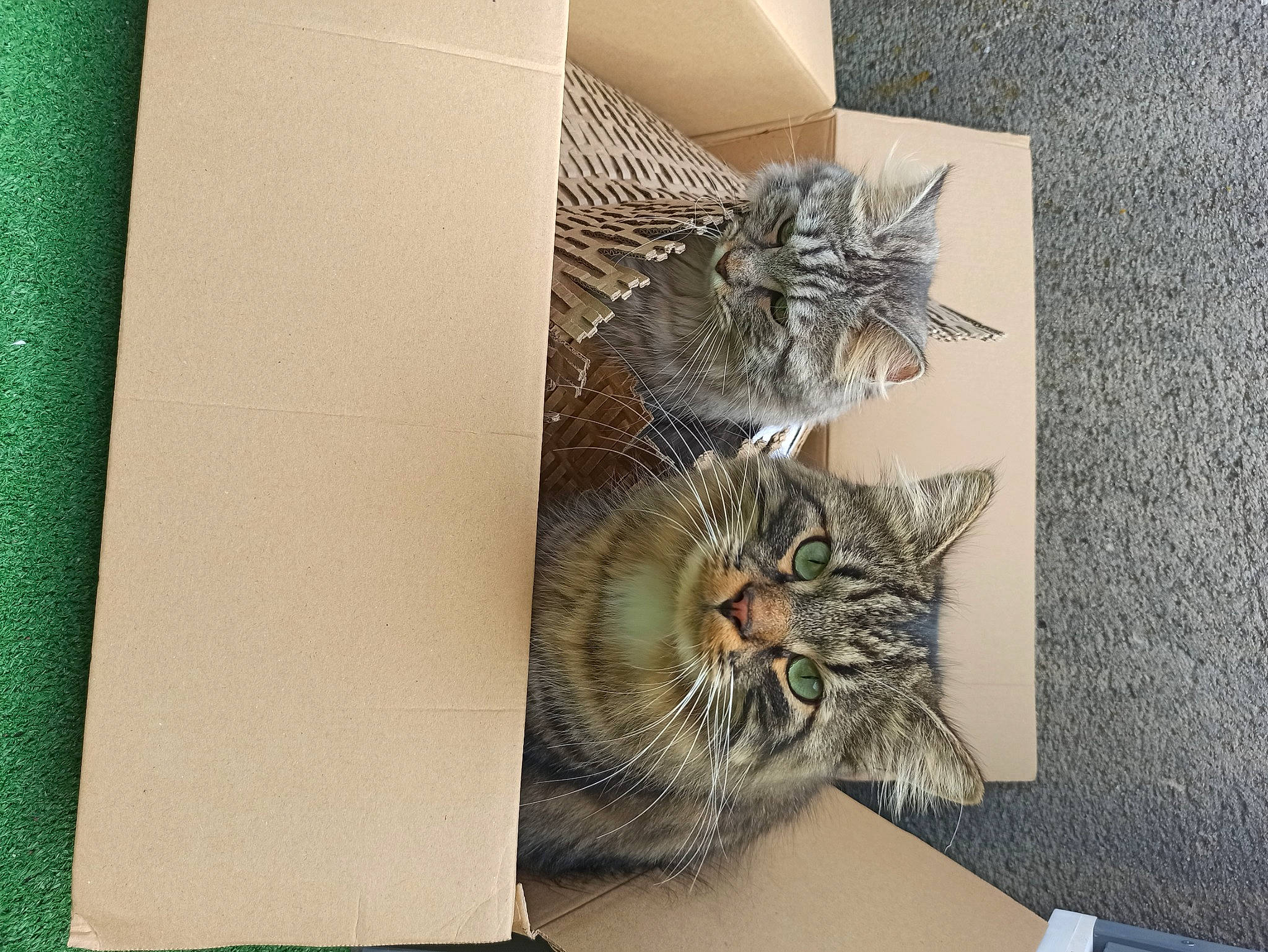 Satoshi a rejoint le concours — aidez-le/la à gagner de superbes lots ! art, box, carnivore, cat, domestic_short_haired_cat, door, felidae, flooring, fur, ink, paper, paper_product, pattern, rectangle, room, small_to_medium_sized_cats, tail, tree, visual_arts, whiskers