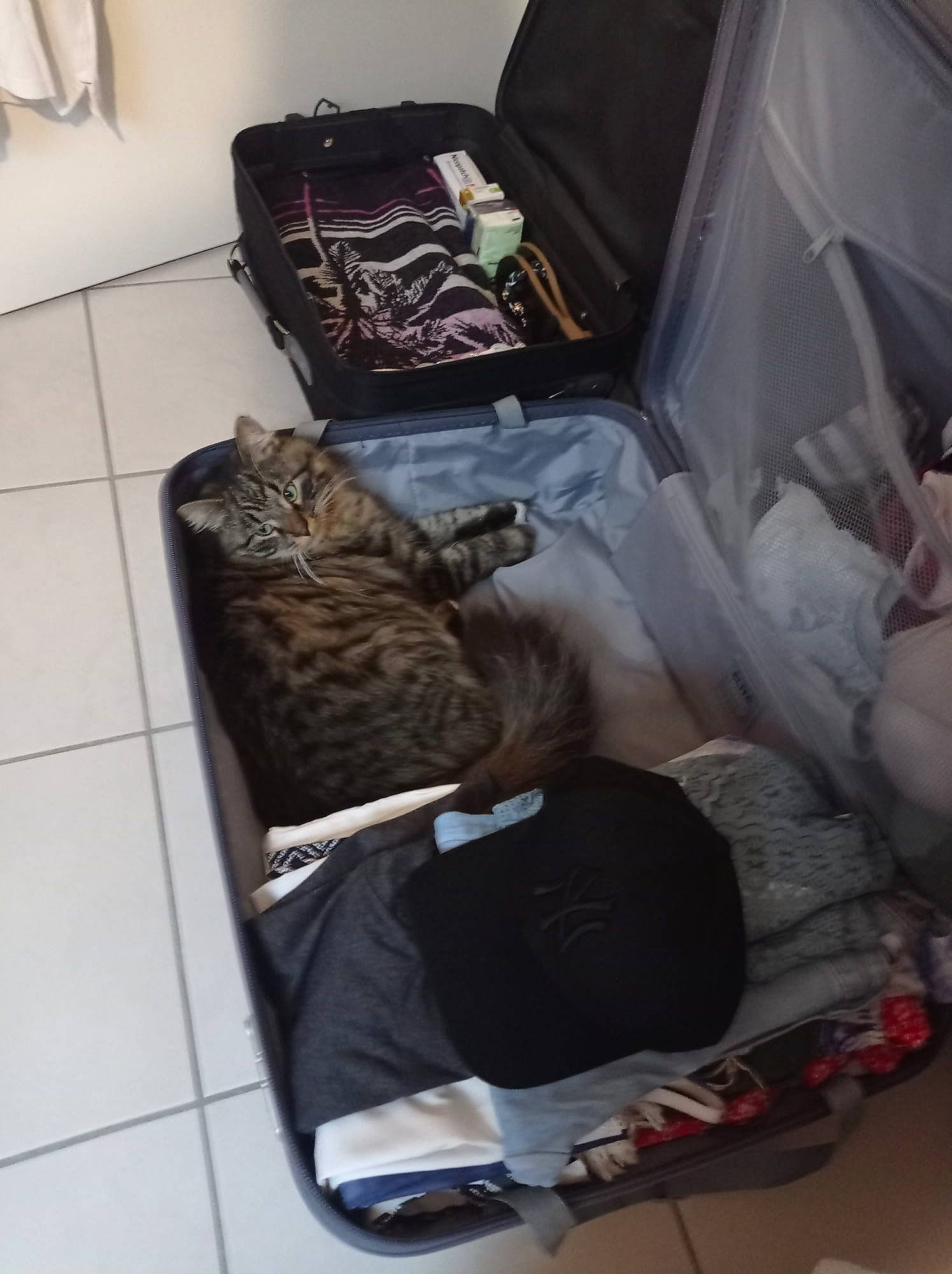 Satoshi a rejoint le concours — aidez-le/la à gagner de superbes lots ! automotive_exterior, bag, baggage, cat, comfort, event, felidae, flooring, fur, gas, hardwood, luggage_and_bags, plastic, plastic_bag, room, small_to_medium_sized_cats, tail, trunk, vehicle_door