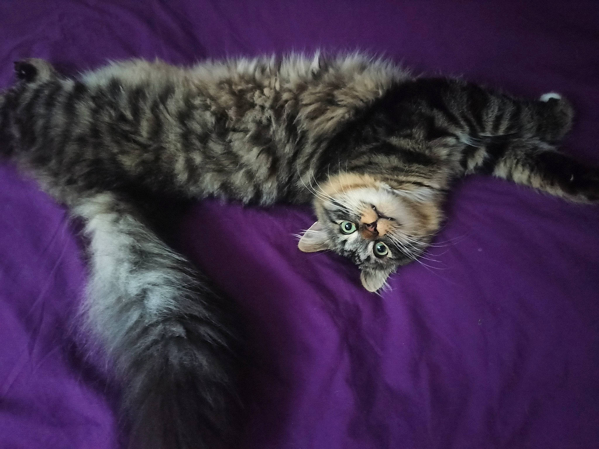 Satoshi participe au concours pour gagner de l'argent avec cette photo : bed, carnivore, cat, claw, comfort, domestic_short_haired_cat, felidae, fur, grey, magenta, nap, paw, purple, sleep, small_to_medium_sized_cats, snout, tail, terrestrial_animal, whiskers, wildlife