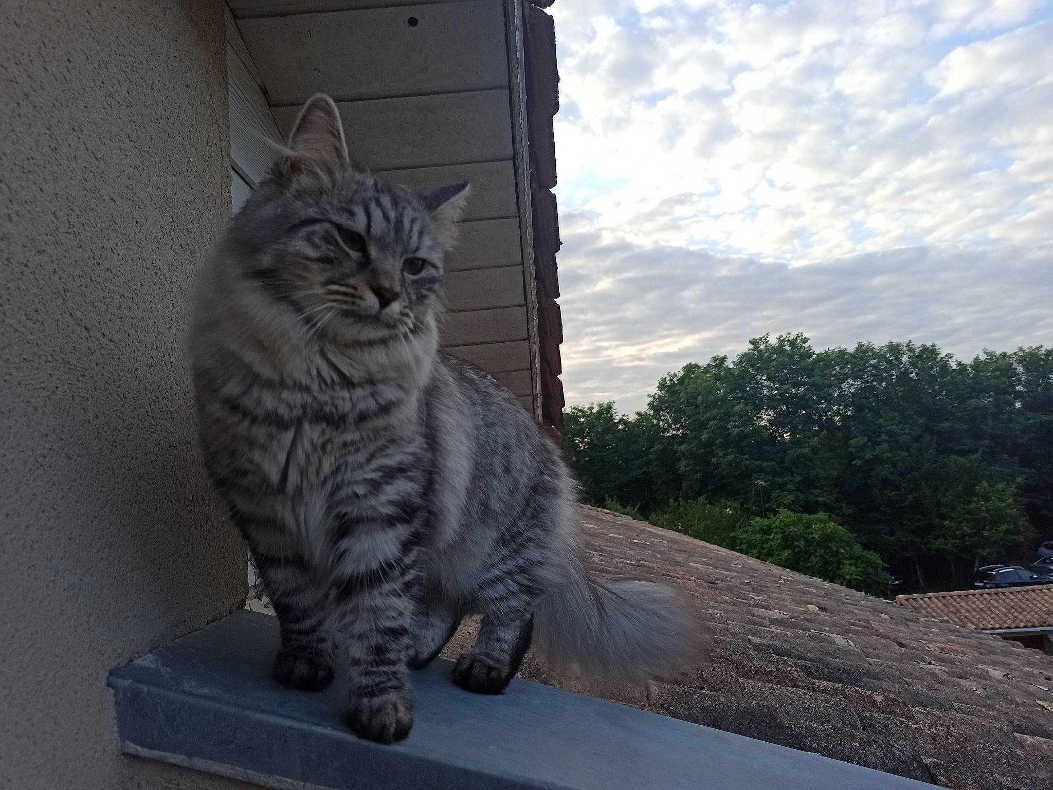 Ramsès participe au concours pour gagner de l'argent avec cette photo : carnivore, cat, cloud, domestic_short_haired_cat, felidae, fur, grey, roof, sitting, sky, small_to_medium_sized_cats, snout, tail, tree, whiskers, window, wood