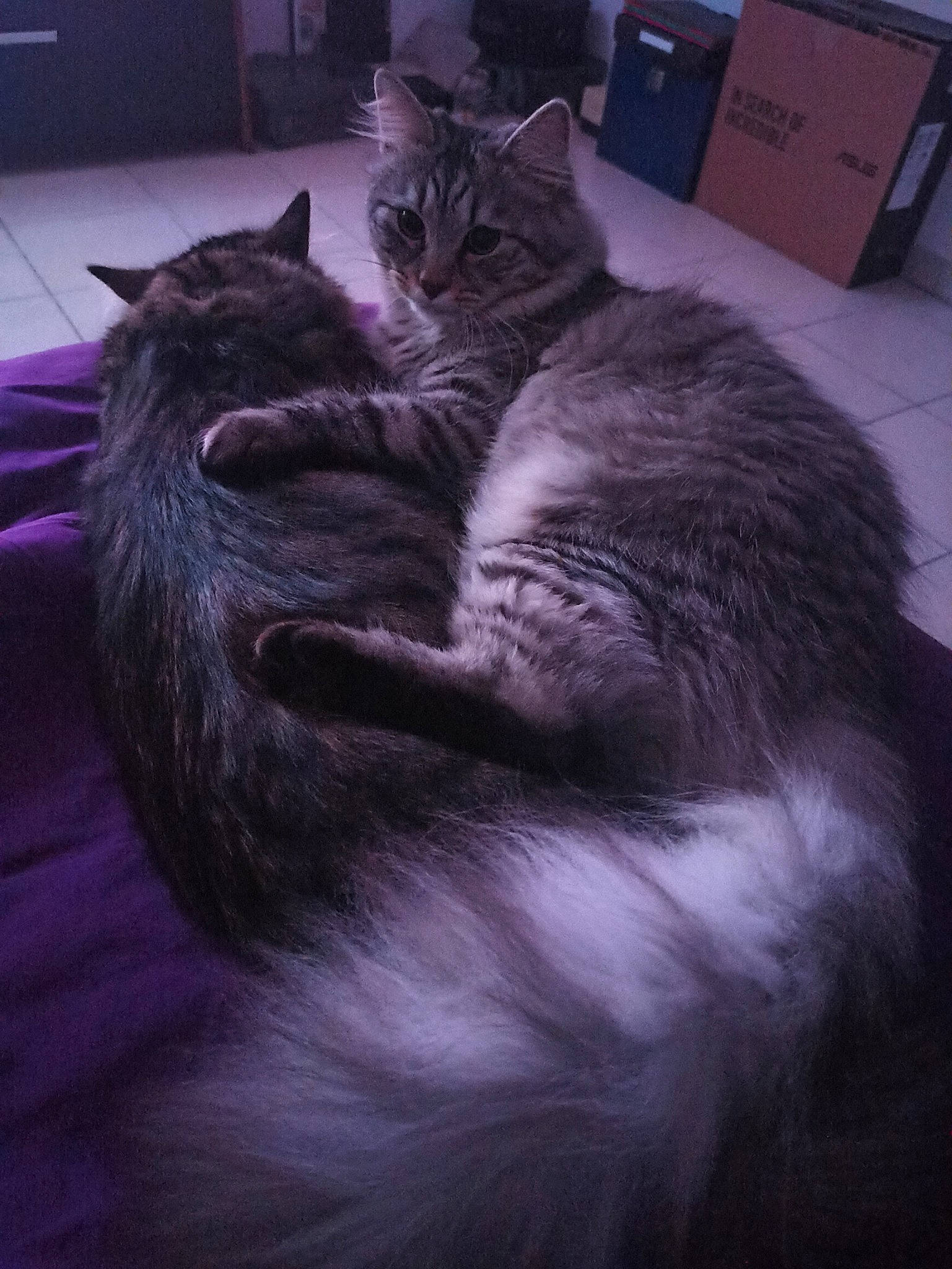 Ramsès participe au concours pour gagner de l'argent avec cette photo : black_cat, box, carnivore, cat, claw, comfort, darkness, domestic_short_haired_cat, electric_blue, felidae, fur, grey, monochrome_photography, nap, paw, small_to_medium_sized_cats, snout, tail, terrestrial_animal, whiskers