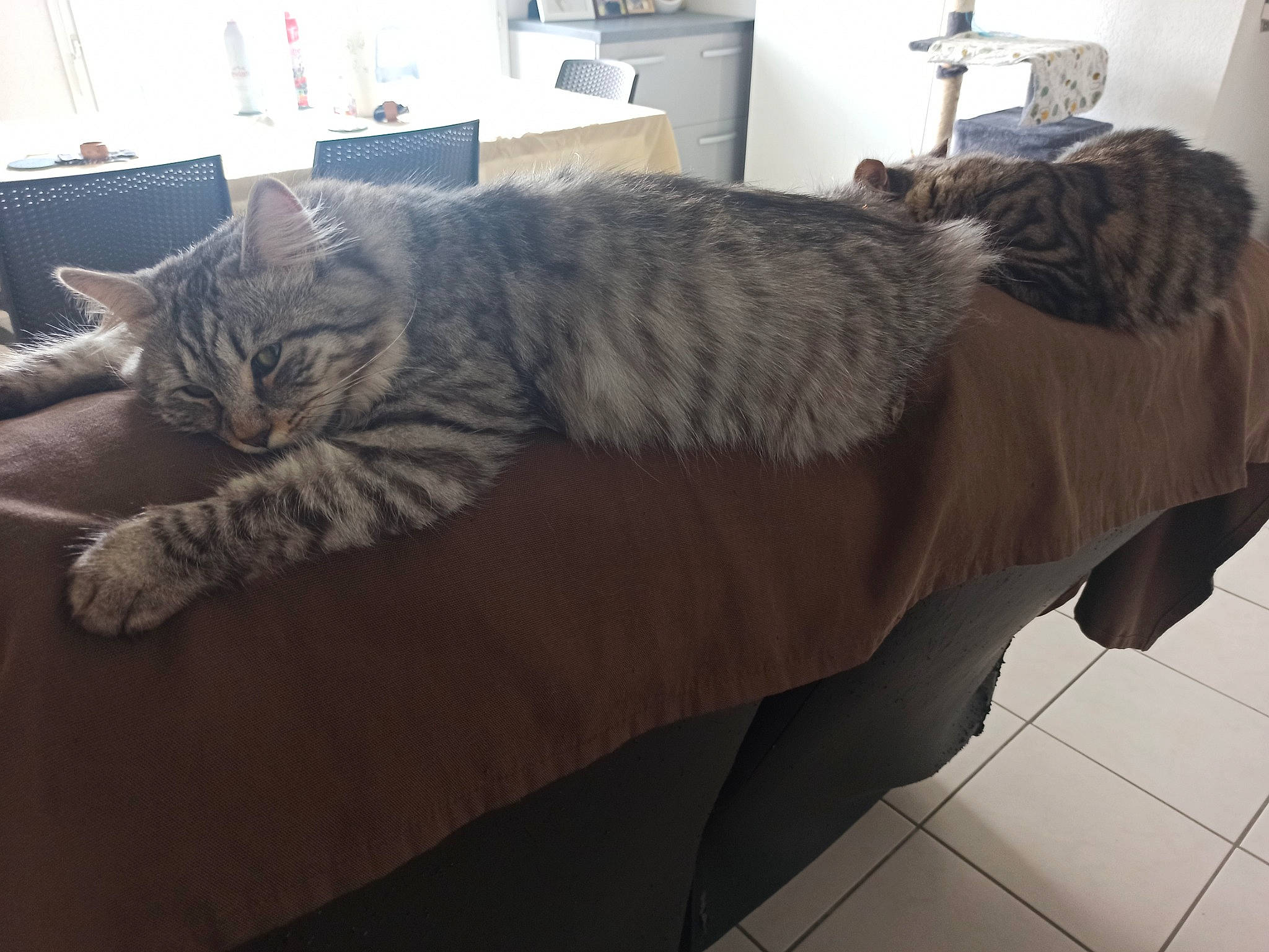 Ramsès participe au concours pour gagner de l'argent avec cette photo : bed, carnivore, cat, claw, comfort, couch, domestic_short_haired_cat, felidae, flooring, fur, grey, hardwood, metal, nap, paw, room, small_to_medium_sized_cats, studio_couch, tail, whiskers