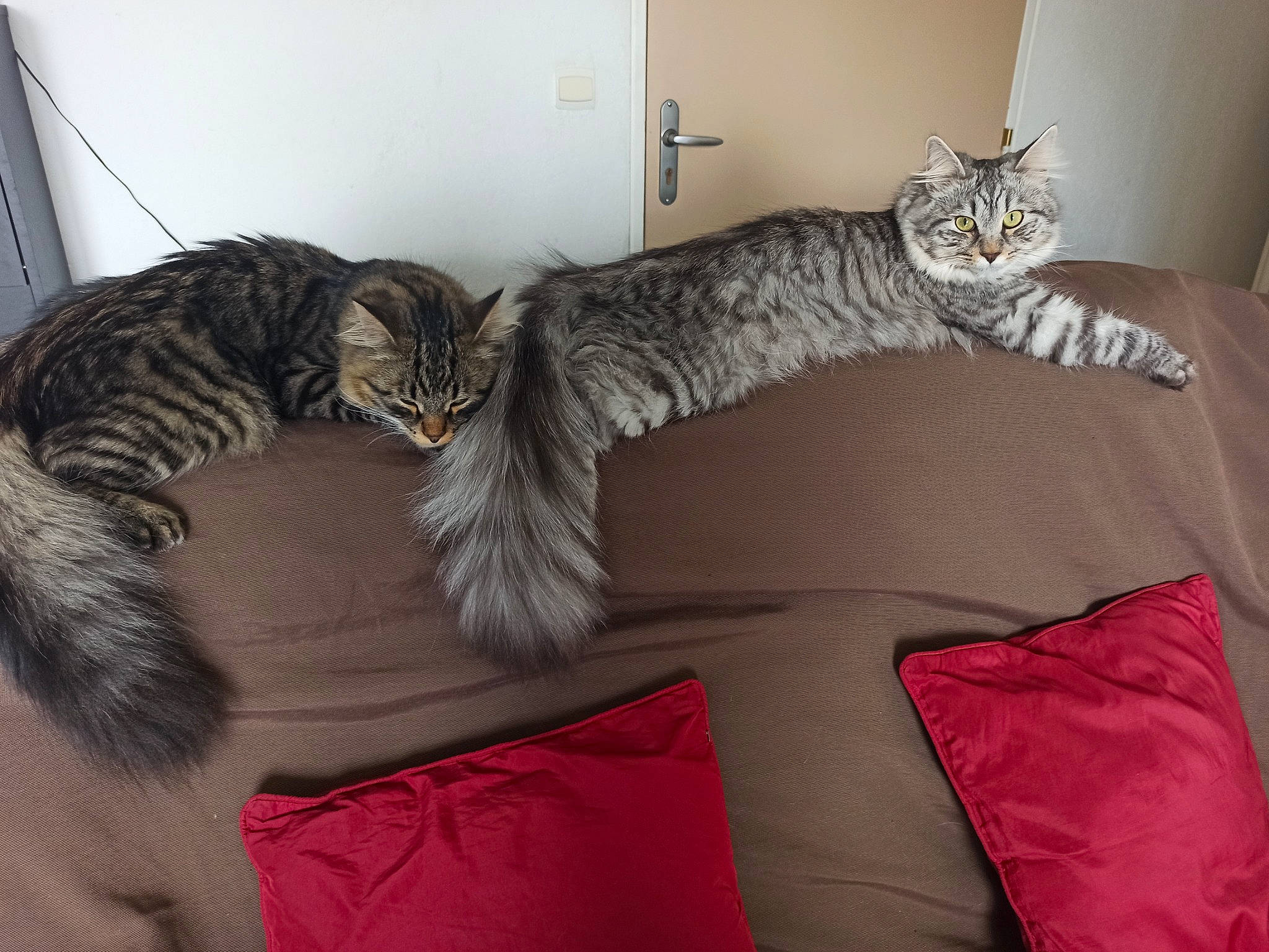 Ramsès participe au concours pour gagner de l'argent avec cette photo : bed, carnivore, cat, cat_bed, claw, comfort, couch, domestic_short_haired_cat, felidae, fur, grey, house, linens, nap, room, small_to_medium_sized_cats, studio_couch, tail, textile, whiskers