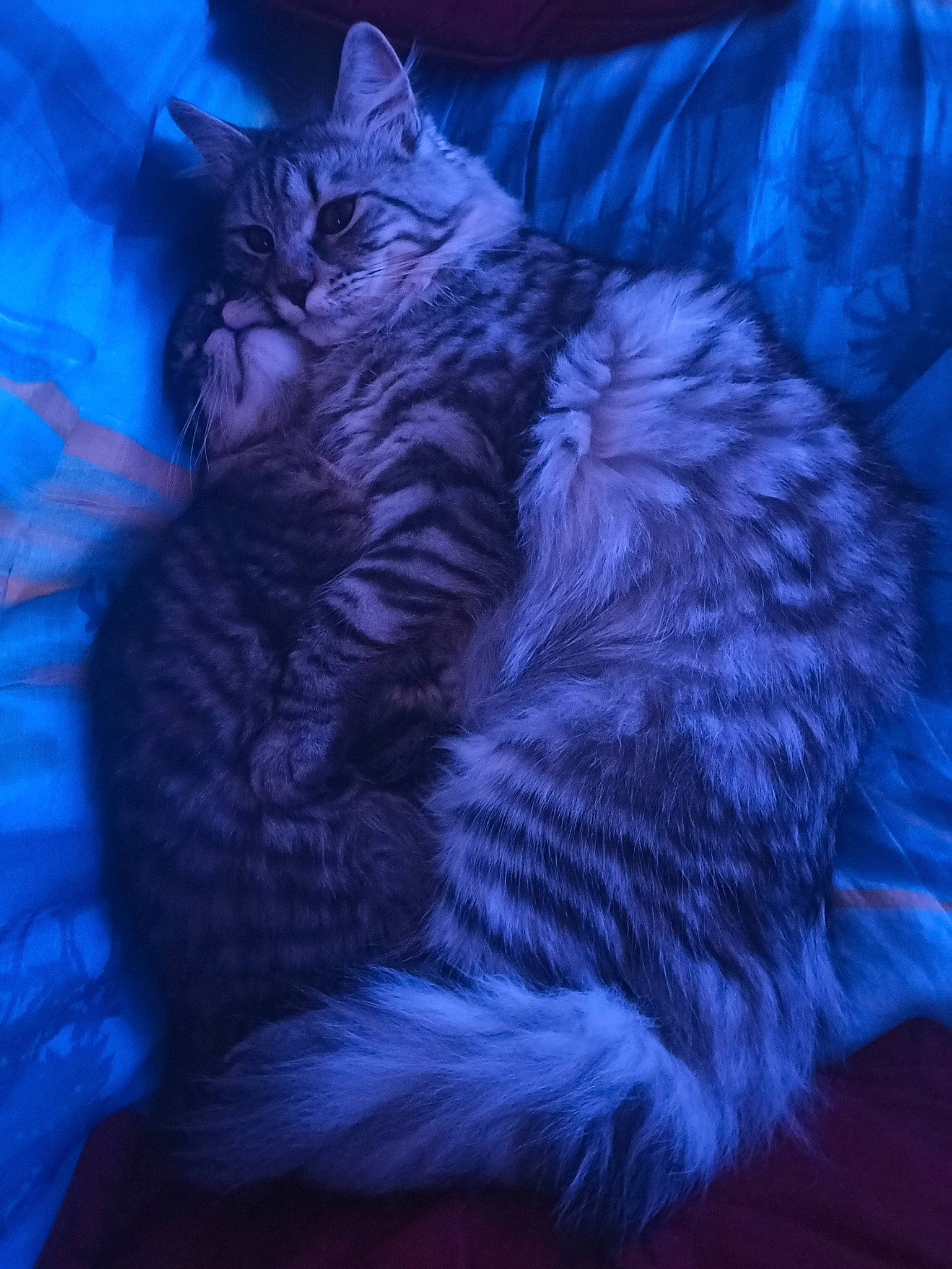 Ramsès participe au concours pour gagner de l'argent avec cette photo : carnivore, cat, claw, comfort, darkness, domestic_short_haired_cat, electric_blue, felidae, fur, magenta, nap, night, paw, purple, sleep, small_to_medium_sized_cats, tail, whiskers