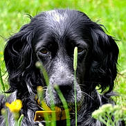 Malou participe au concours pour gagner de l'argent avec cette photo : animal, black_dog, canine, closeup, dog, ears, field, flora, fur, grass, greenery, muzzle, nature, outdoor, pets, portrait, summer, white_spots, wildflowers, yellow_collar