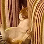 cat, orange_cat, white_cat, striped_couch, furniture, indoor, relaxed, pet, animal, lounge, lazy, side_view, cozy, domestic, home, mammal, fur, cute, resting, comfort