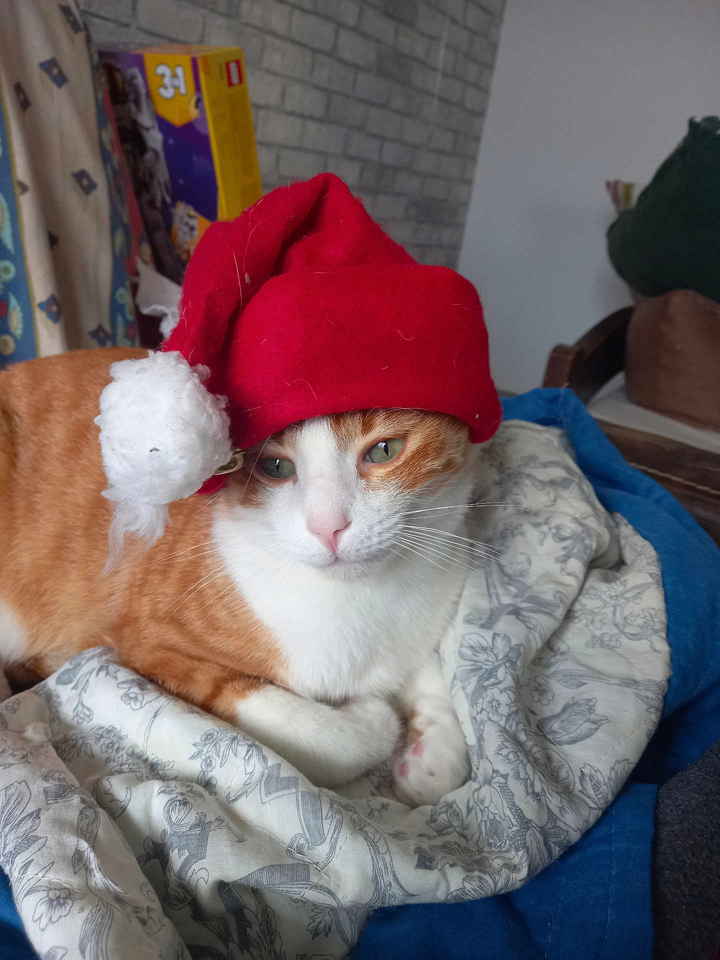 Garfield a rejoint le concours — aidez-le/la à gagner de superbes lots ! cat, orange_cat, white_cat, santa_hat, hat, blanket, indoor, pet, cute, relaxed, feline, animal, cozy, resting, home, christmas, holiday, fur, whiskers, nap