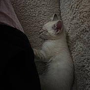 Meï a rejoint le concours — aidez-le/la à gagner de superbes lots ! cat, kitten, sleeping, sleepy, cream_colored, white_fur, pet, animal, blanket, cozy, indoors, closeup, portrait, resting, lying_down, fluffy, whiskers, ears, soft_lighting, relaxed
