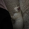 cat, kitten, sleeping, sleepy, cream_colored, white_fur, pet, animal, blanket, cozy, indoors, closeup, portrait, resting, lying_down, fluffy, whiskers, ears, soft_lighting, relaxed