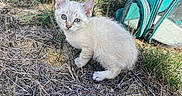 Meï participe au concours pour gagner de l'argent avec cette photo : kitten, cat, animal, cream_colored, blue_eyes, sitting, outdoors, grass, dry_grass, straw, ground, nature, backpack, carrier, turquoise, alert, fluffy, small, portrait, daylight