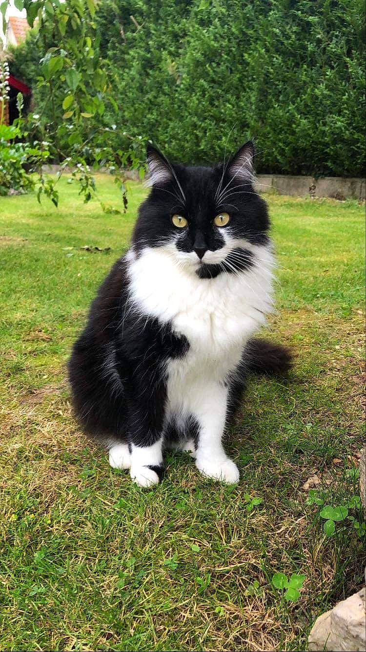 Azzaro a rejoint le concours — aidez-le/la à gagner de superbes lots ! art, british_longhair, carnivore, cat, domestic_short_haired_cat, eye, felidae, fur, grass, plant, sitting, small_to_medium_sized_cats, snout, tail, terrestrial_animal, tree, whiskers, window