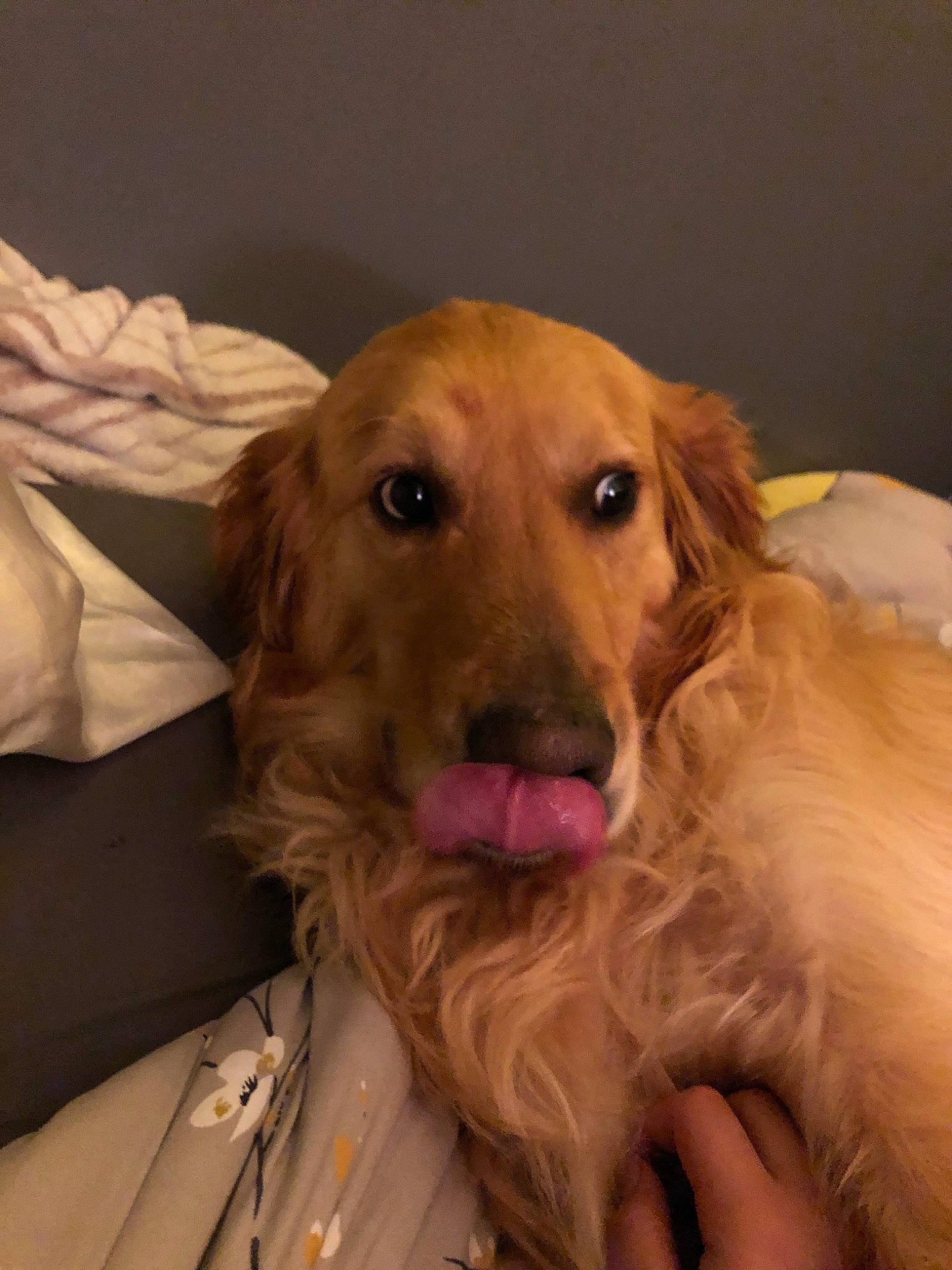 Rowdy is registered to the contest to win money with this photo: canidae, carnivore, companion_dog, dog, dog_breed, english_cocker_spaniel, fawn, fur, golden_retriever, hovawart, mammal, rare_breed_dog, retriever, snout, sporting_group, vertebrate, whiskers