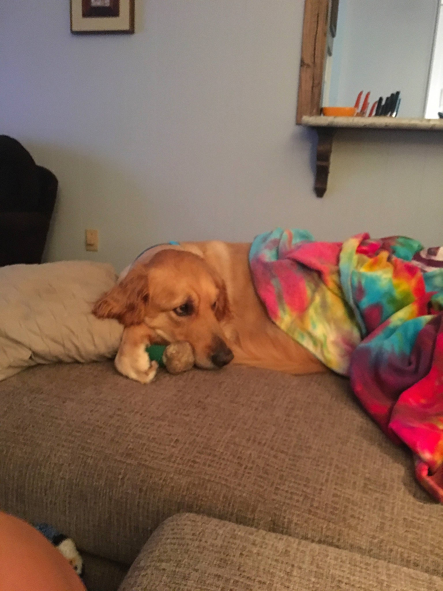 Rowdy joined the competition — help win amazing prizes! beagador, canidae, carnivore, comfort, companion_dog, couch, dog, dog_breed, fawn, flooring, furniture, golden_retriever, labrador_retriever, puppy, retriever, rhodesian_ridgeback, room, sporting_group, vizsla