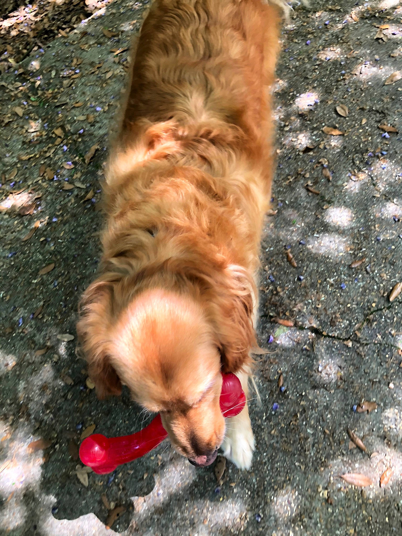 Rowdy joined the competition — help win amazing prizes! canidae, carnivore, dog, dog_breed, english_cocker_spaniel, golden_retriever, nova_scotia_duck_tolling_retriever, retriever, snout, sporting_group