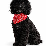 Günter participe au concours pour gagner de l'argent avec cette photo : adorable, animal, bandana, black_dog, canine, companion, curly_fur, cute, dog, domestic_animal, fluffy, friendly, fur, pet, poodle, portrait, red_bandana, sitting, studio_photo, white_background