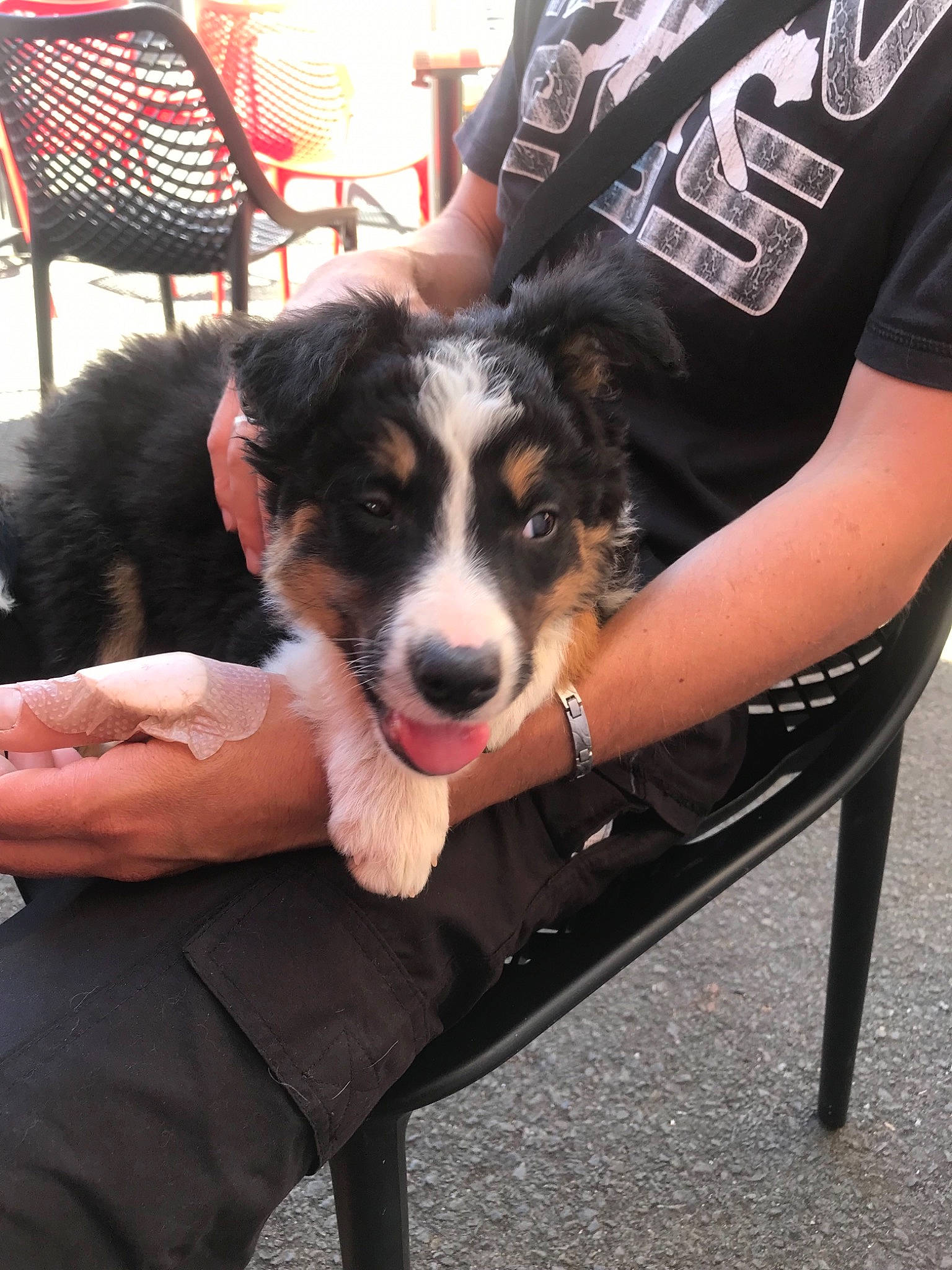 Peps participe au concours pour gagner de l'argent avec cette photo : australian_collie, australian_shepherd, bernese_mountain_dog, border_collie, canidae, cardigan_welsh_corgi, carnivore, companion_dog, dog, dog_breed, mammal, miniature_australian_shepherd, puppy, rare_breed_dog, sporting_group, vertebrate, working_dog