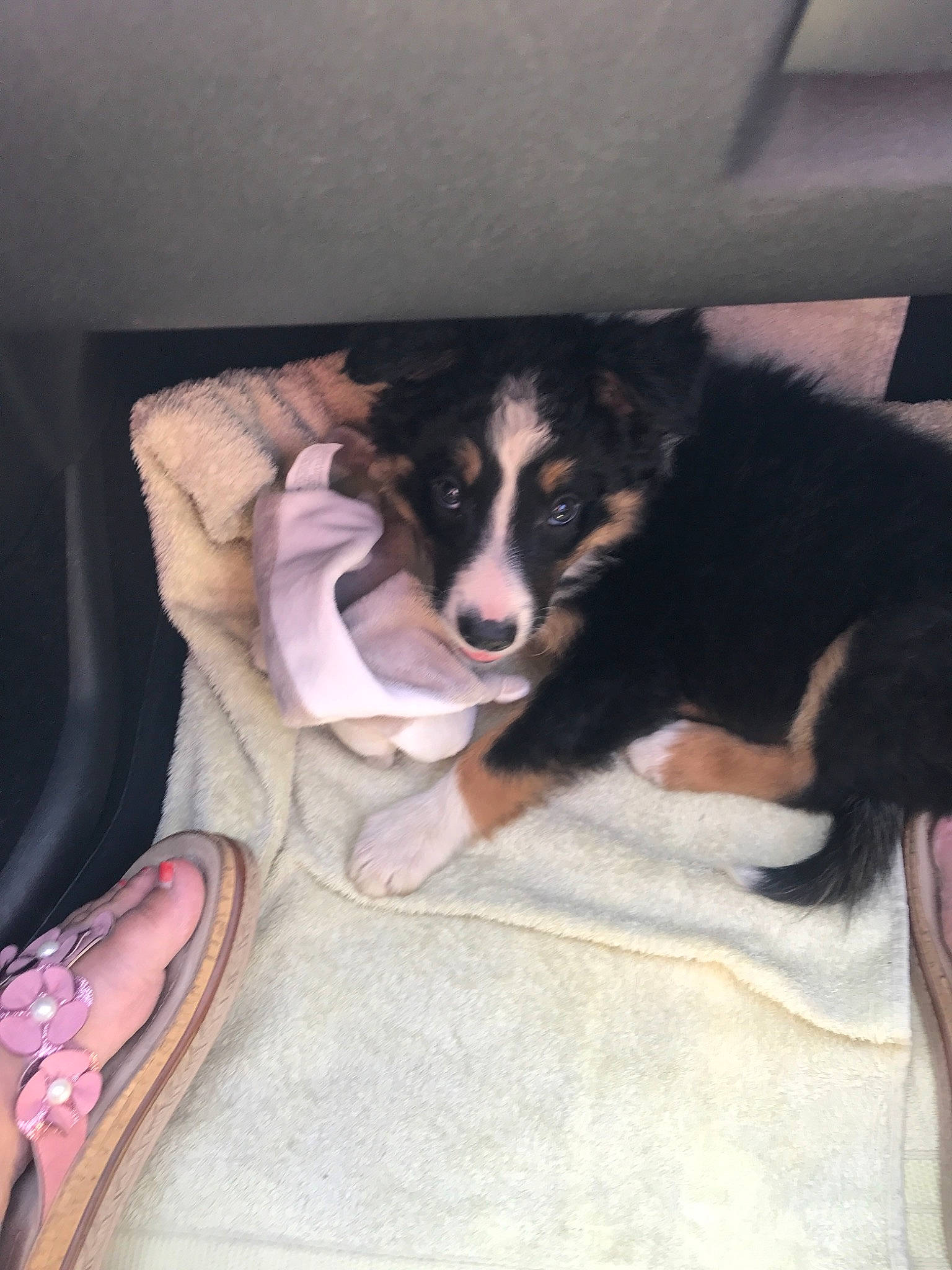 Peps a rejoint le concours — aidez-le/la à gagner de superbes lots ! border_collie, canidae, carnivore, dog, dog_breed, mammal, puppy, siberian_husky, vertebrate