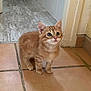 kitten, cat, orange_tabby, pet, animal, floor, tiles, indoor, curious, young, small, cute, feline, whiskers, ears, paws, domestic, fur, looking_up, standing