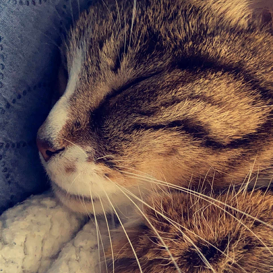 Soquette a rejoint le concours — aidez-le/la à gagner de superbes lots ! abyssinian, animal, armchair, blanket, bodypart, cat, chair, couch, face, furniture, head, homedecor, kitten, manx, mouth, person, pet, photography, portrait, sleeping