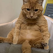 Chedder joined the competition — help win amazing prizes! cat, orange_tabby, sitting, indoor, pet, relaxed, cute, feline, fur, whiskers, ears, tail, animal, domestic, portrait, looking_at_camera, comfortable, funny_pose, home, lazy