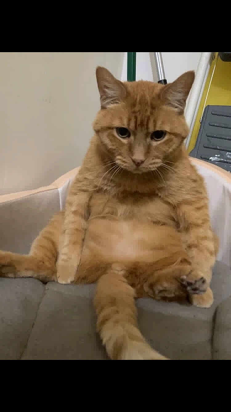 Chedder joined the competition — help win amazing prizes! cat, orange_tabby, sitting, indoor, pet, relaxed, cute, feline, fur, whiskers, ears, tail, animal, domestic, portrait, looking_at_camera, comfortable, funny_pose, home, lazy