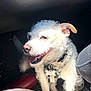 Tinkerbell joined the competition — help win amazing prizes! dog, white_dog, curly_fur, pet, happy, panting, car_interior, sunlight, collar, bone_tag, close_up, animal, cute, fur, canine, indoor, seat, shadow, smiling, friendly