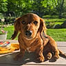 dog, puppy, dachshund, outdoor, sunlight, wooden_table, greenery, grass, pet, animal, cute, small_dog, nature, garden, daylight, fur, canine, looking_at_camera, adorable, summer