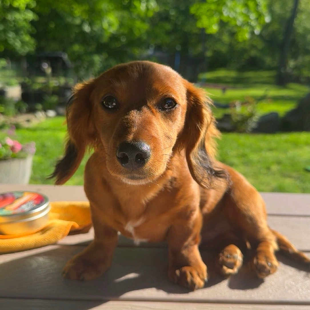 Louie is registered to the contest to win money with this photo: dog, puppy, dachshund, outdoor, sunlight, wooden_table, greenery, grass, pet, animal, cute, small_dog, nature, garden, daylight, fur, canine, looking_at_camera, adorable, summer