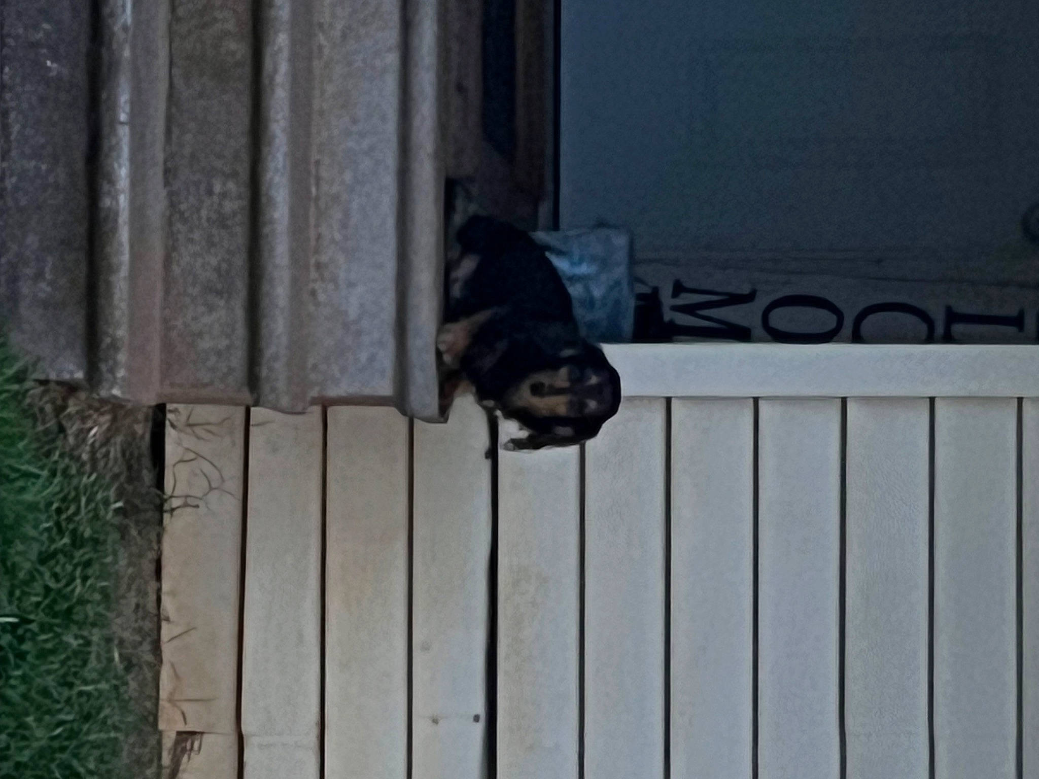 Peanut joined the competition — help win amazing prizes! animal_shelter, building, carnivore, companion_dog, dog, dog_breed, fawn, felidae, fence, flooring, grey, guard_dog, hardwood, pet_supply, snout, tail, wildlife, window, wood, working_animal