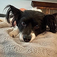 Ranger is registered to the contest to win money with this photo: dog, black_and_white, close_up, ears, fluffy_blanket, indoor, wooden_cabinet, brown_eyes, pet, cozy, resting, lying_down, fur, blanket_texture, portrait, animal, cute, face, looking, calm