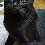 cat, black_cat, pet, close_up, whiskers, yellow_eyes, indoor, wooden_floor, furniture, portrait, fur, feline, curious, mammal, domestic_animal, paw, blanket, eye_contact, sitting, soft_lighting
