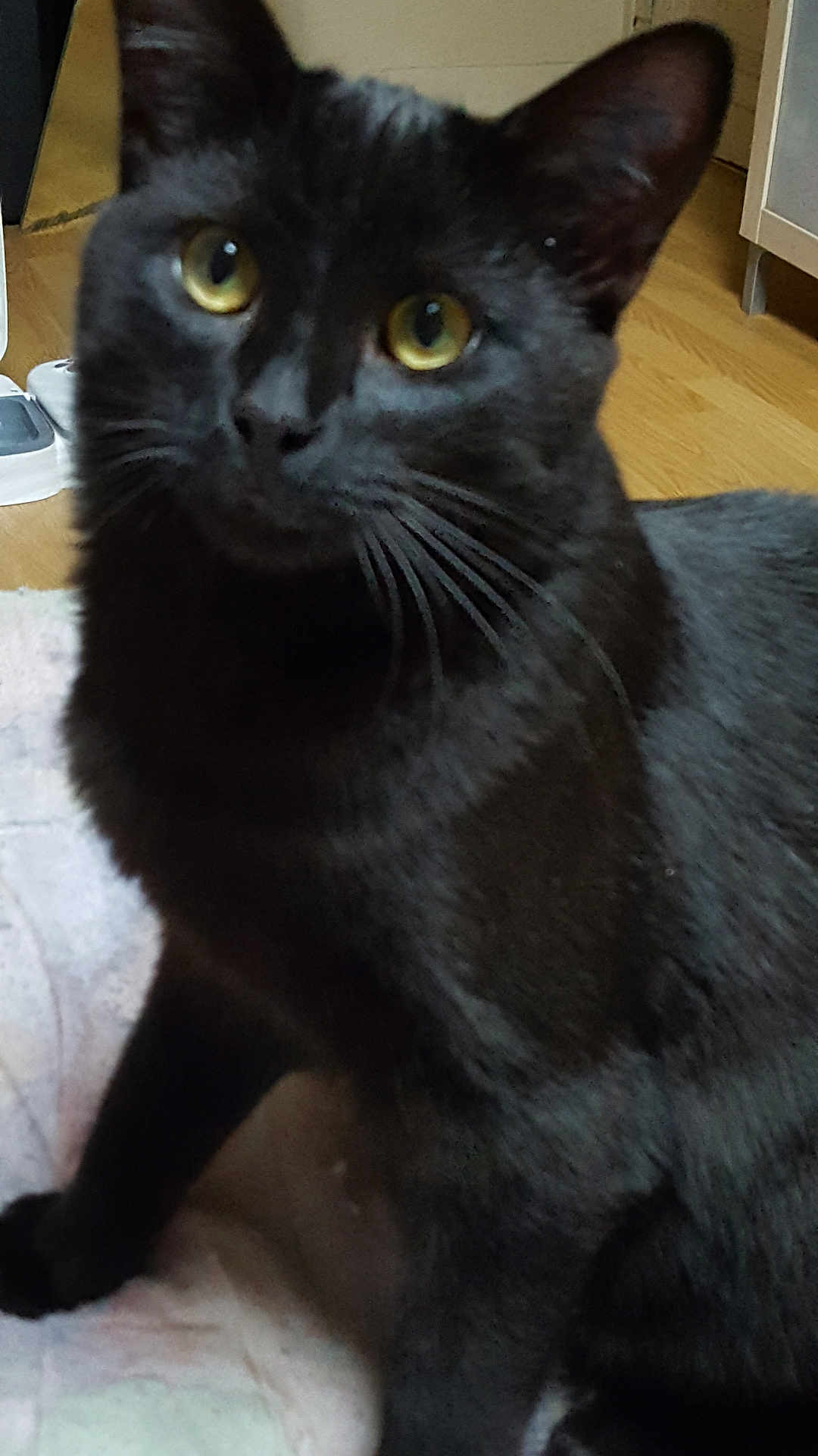 Marley a rejoint le concours — aidez-le/la à gagner de superbes lots ! cat, black_cat, pet, close_up, whiskers, yellow_eyes, indoor, wooden_floor, furniture, portrait, fur, feline, curious, mammal, domestic_animal, paw, blanket, eye_contact, sitting, soft_lighting