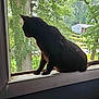 cat, black_cat, windowsill, window, tree, greenery, house, outdoor, nature, pet, animal, domestic_cat, looking, side_view, daylight, curious, feline, home_interior, wood, quiet