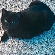 Star joined the competition — help win amazing prizes! black_cat, cat, pet, animal, feline, indoor, carpet, resting, fur, whiskers, eyes, cute, domestic_animal, mammal, laying_down, shadow, blue_light, texture, cozy, companion