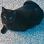 black_cat, cat, pet, animal, feline, indoor, carpet, resting, fur, whiskers, eyes, cute, domestic_animal, mammal, laying_down, shadow, blue_light, texture, cozy, companion